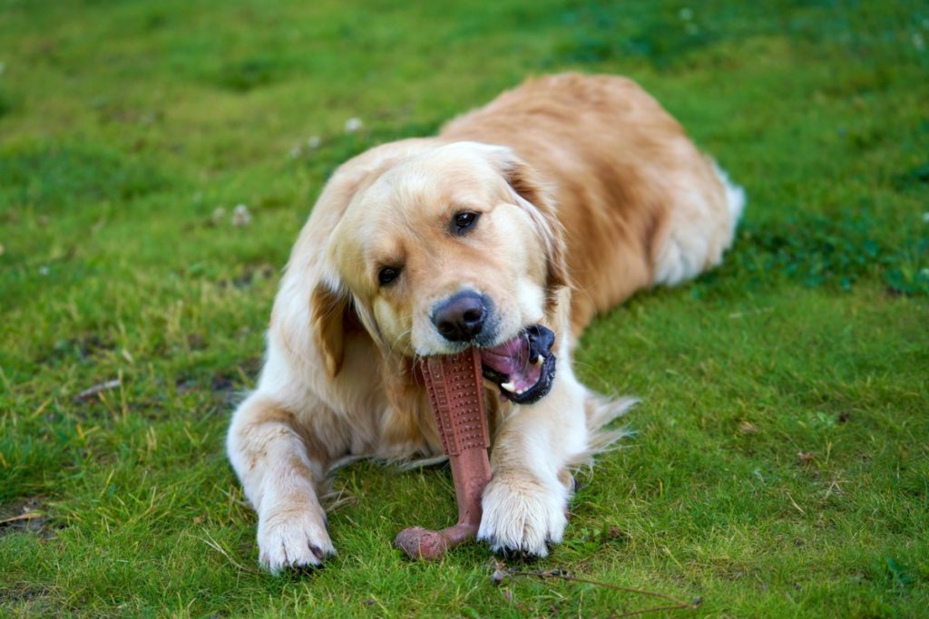 Animals & Animals: Risk-free and not-so-safe chew toys for canine