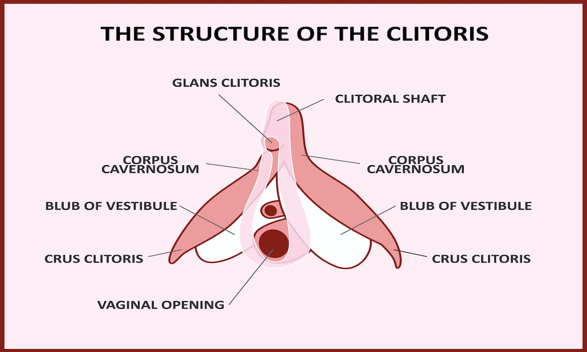 14 Different Types of Female Orgasm - Anatomy of the Clitoris