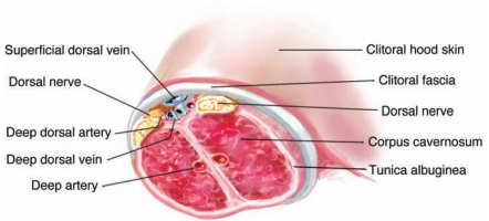 From the article Anatomical Dissection of the Dorsal Nerve of the Clitoris, by Joseph A. Kelling, MD; Cameron R. Erickson, MD; Jessica Pin, BS; and Paul G. Pin, MD