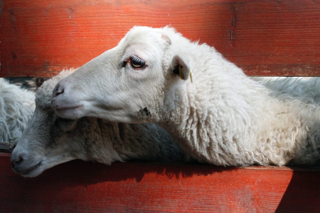 11 Mad Information about Animal Sex (Zoophilia) Exposed
