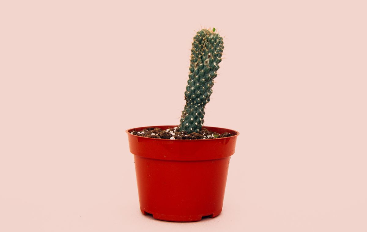 Causes of erectile dysfunction in your 20s