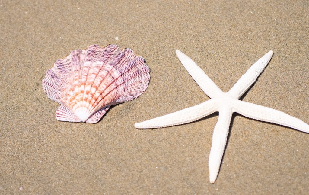 How The Seashell Intercourse Placement Adds A Substantial Effects To Missionary Sex – MysteryVibe