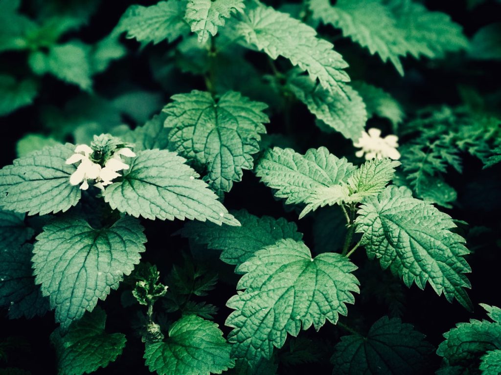 Stinging Nettles Enable With Erectile Dysfunction – MysteryVibe