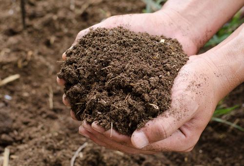 What’s the Difference Between Cow Dung and Buffalo Dung Manure?