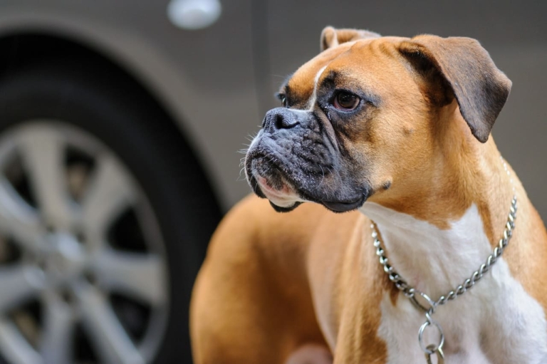25+ Most Dangerous Dogs in the World | Price, Care Tips, Cautions