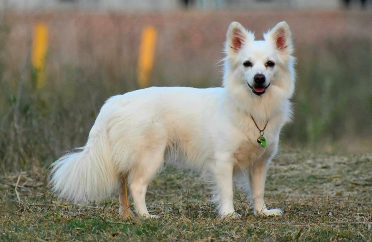 Indian Spitz | Breed Information, Price, 9 Facts, Care Tips, Food