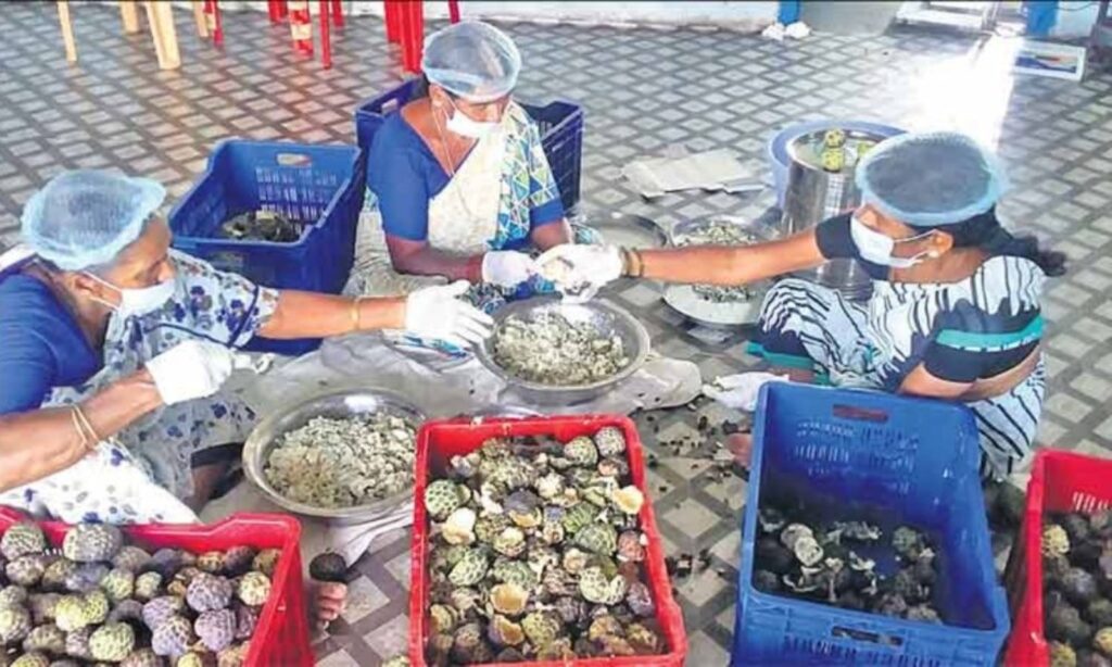 Setting Up a Successful Custard Apple Processing Plant Project Report 2023: Plant Setup, Machinery and Raw Materials