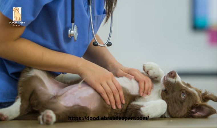 How to Comfort a Dog with Pancreatitis: A Comprehensive Guide