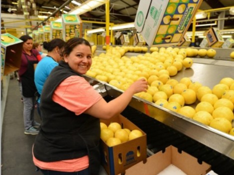 Grapefruit Processing Plant Project Report 2023, Plant Setup, Business Plan, Revenue and Investment Opportunities
