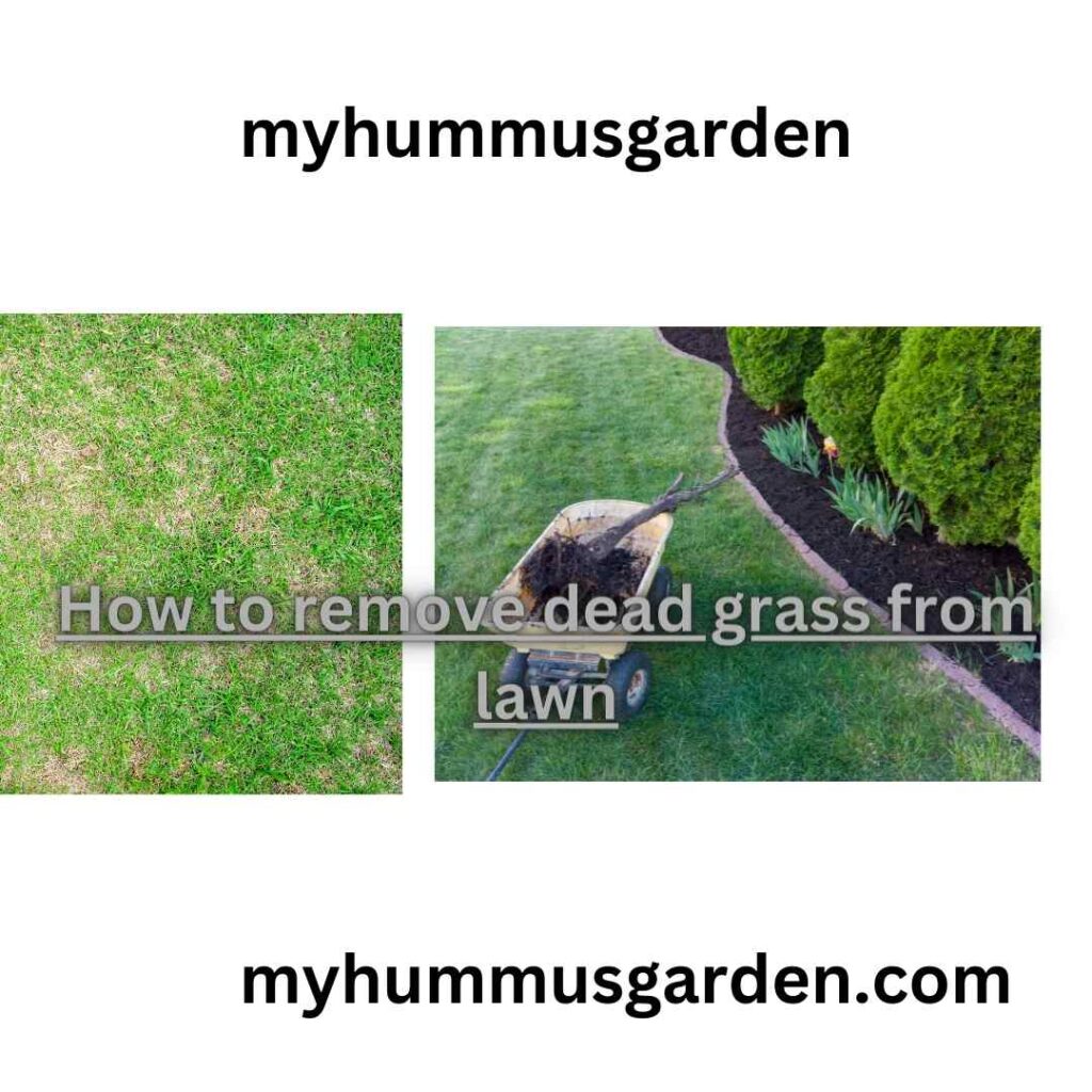 What are the effective methods to remove dead grass from a lawn, and how can you revitalize your lawn’s health and appearance in the process