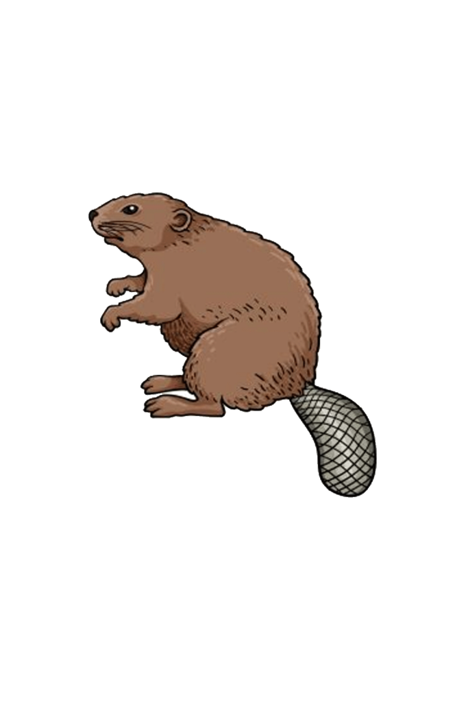 Beaver Drawing Tutorial