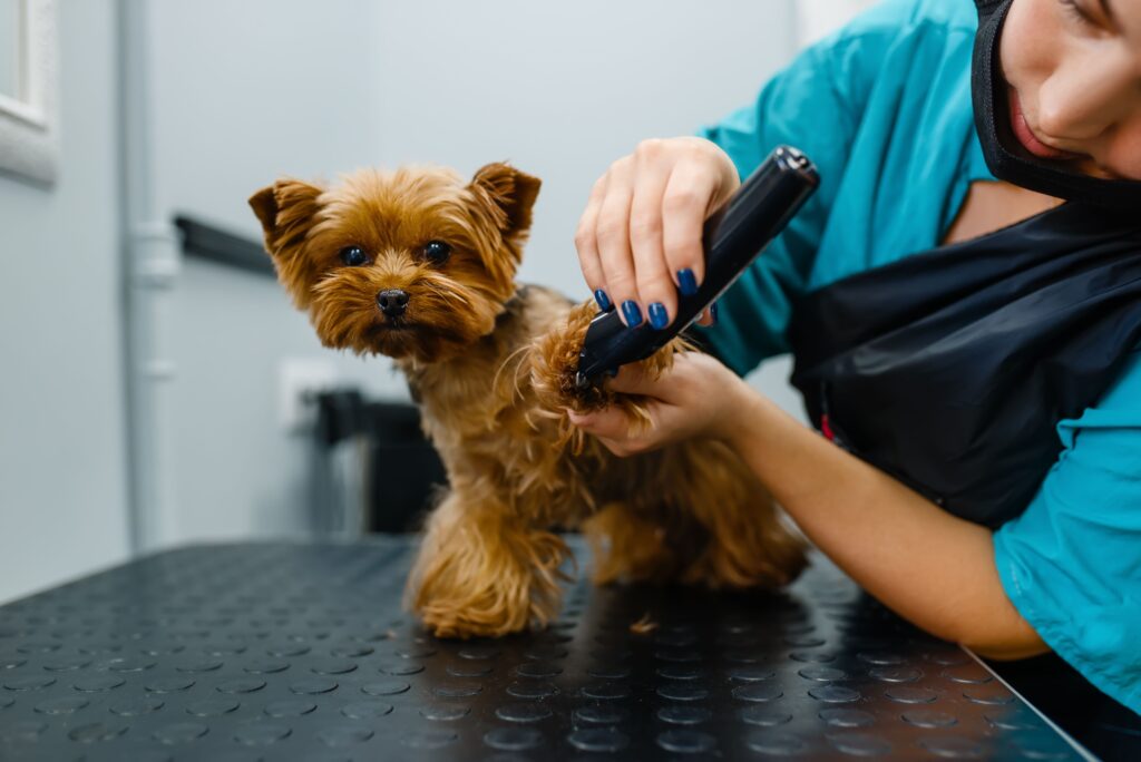 Paving the Way to Top-Notch Dog Groomers with Your Pet’s Best Interest at Heart