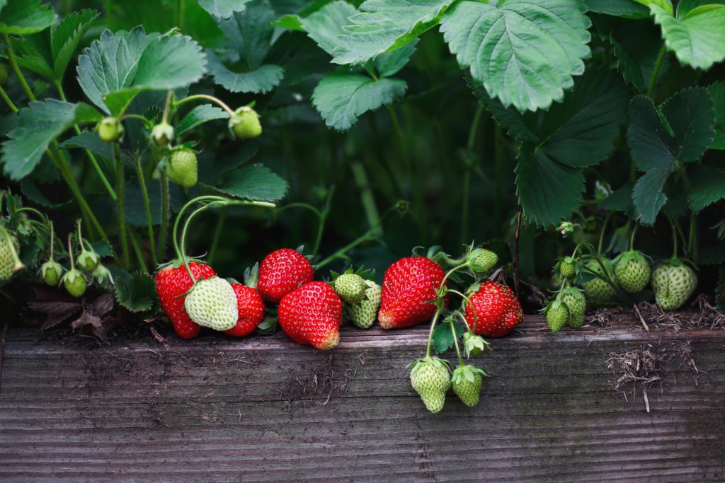 The Astonishing Well being Advantages Of Strawberries