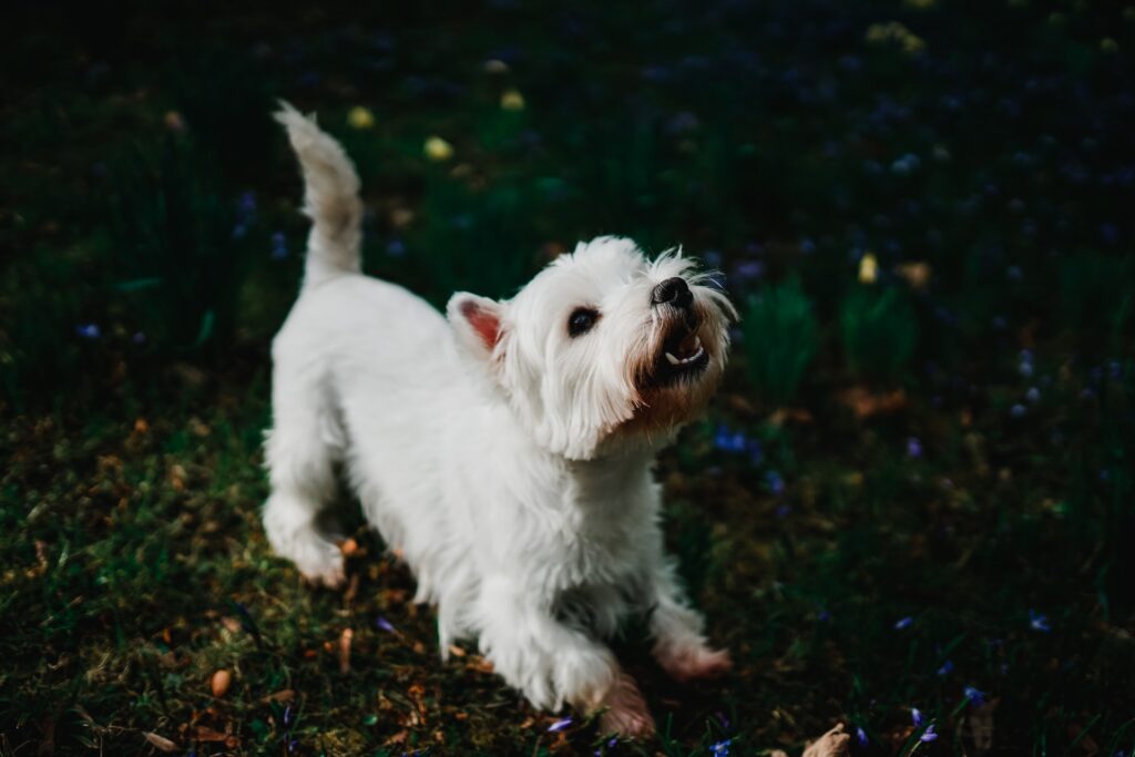 Understanding Why Your Dog Sticks His Tongue Out and Pants