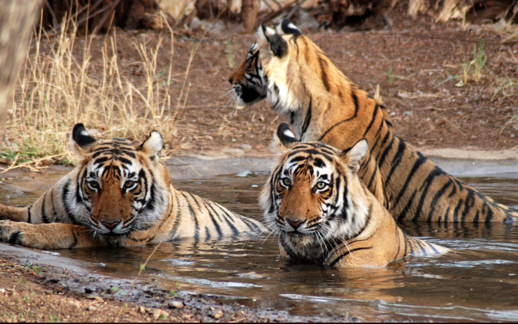 Rajasthan Wildlife Safari: A Unique Twist to Tour Packages
