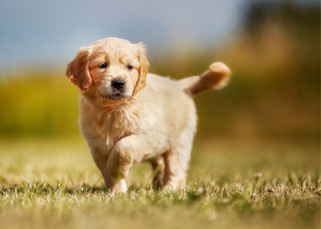 Golden Retriever Puppies For Sale In Ahmedabad At Best Prices