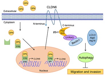 New CLDN6 Solutions for Cancer Research
