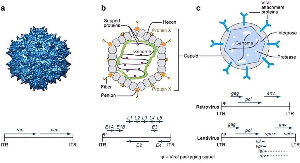 Viral Vector-Based Gene Therapy to Power Up Rare Disease Research