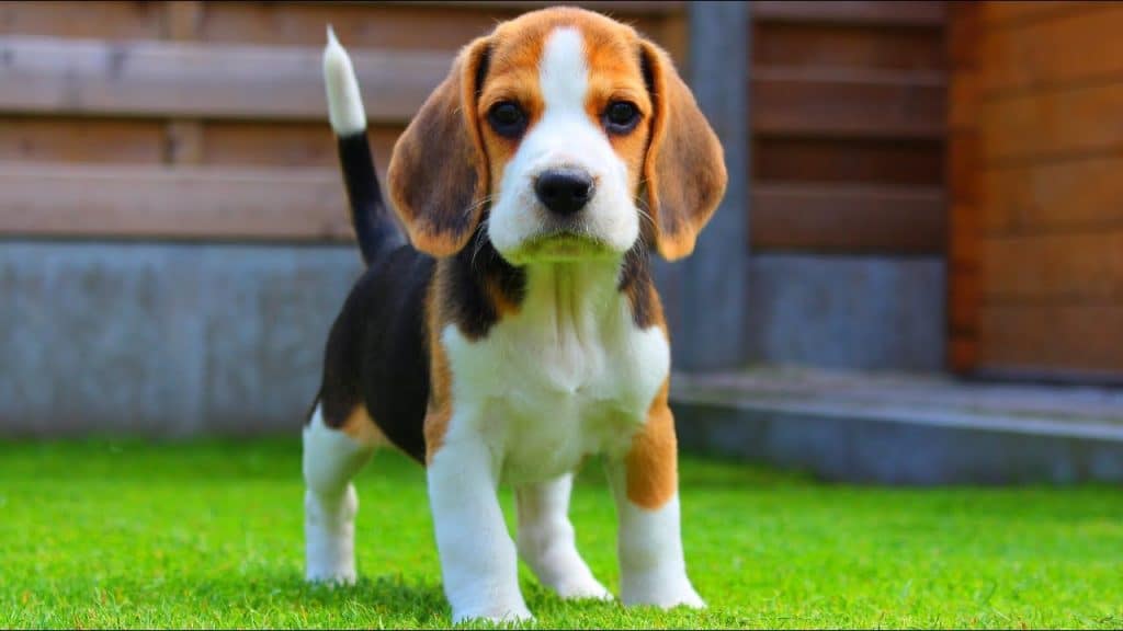 Beagle Puppies For Sale In Pune At Best Prices