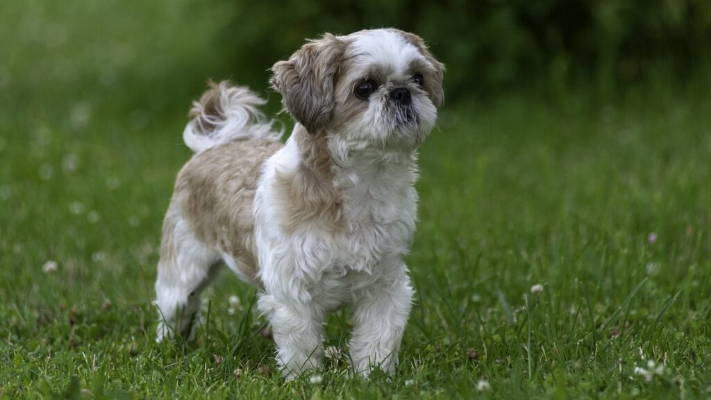 Shih Tzu Puppies For Sale In Chennai At Best Prices