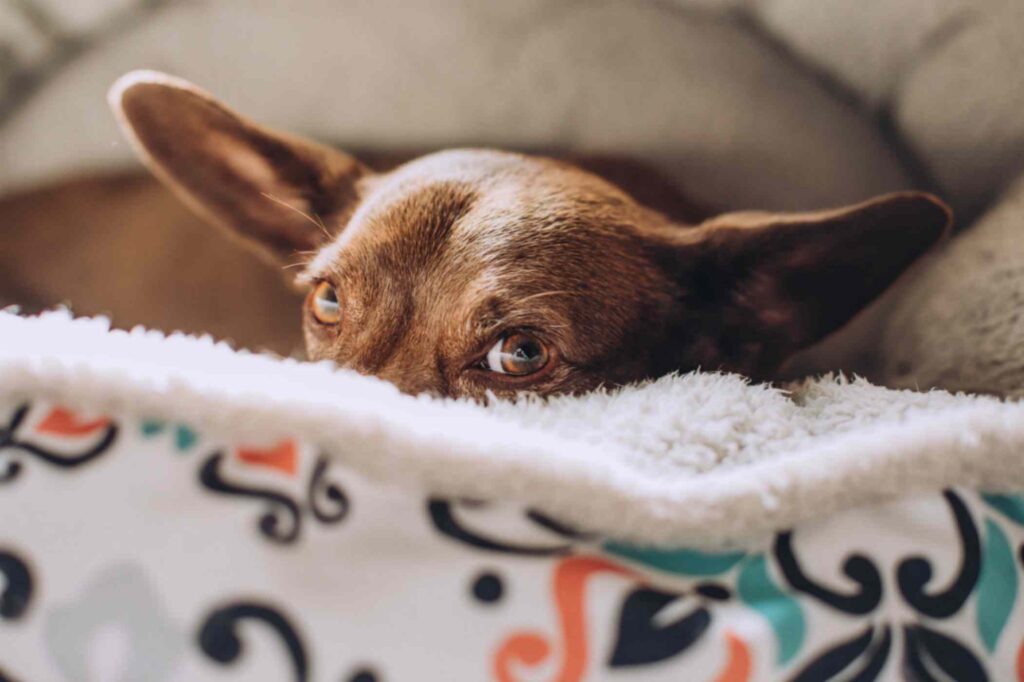 How to Handle a Nervous or Anxious Dog during Grooming