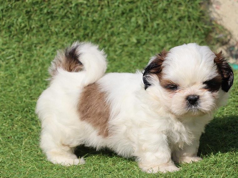 Uncovering Unconditional Love: Shih Tzu Puppies for Sale in Ahmedabad at Best Prices