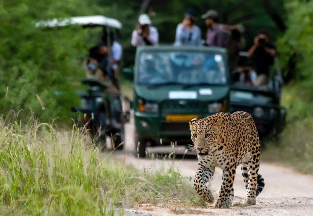 Jhalana Leopard Safari( Jaipur)- All You Need to Know