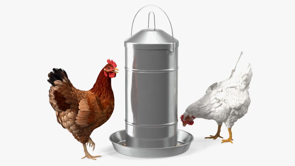 Elevate Your Poultry Paradise with Roosty Chicken Waterer and Feeder Set