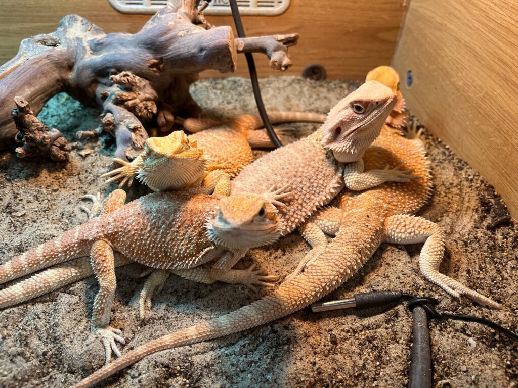 From Egg to Roar: Decoding the Enchanting Life Cycle of Bearded Dragons