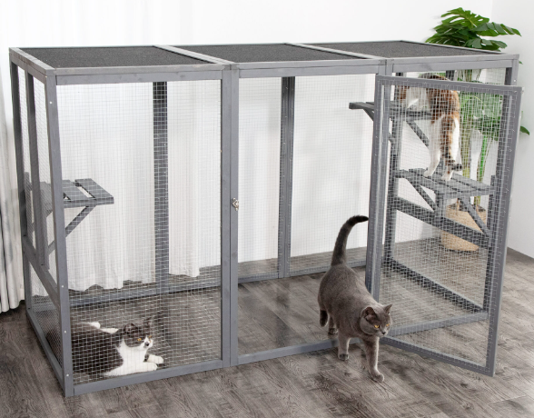 Collective Exercise in Outdoor Cat Enclosure & Catio